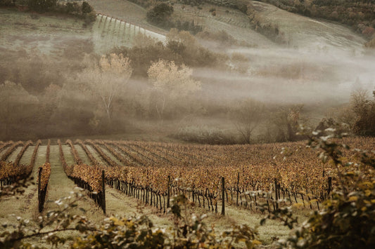 Winter Rituals Inspired by the Mediterranean