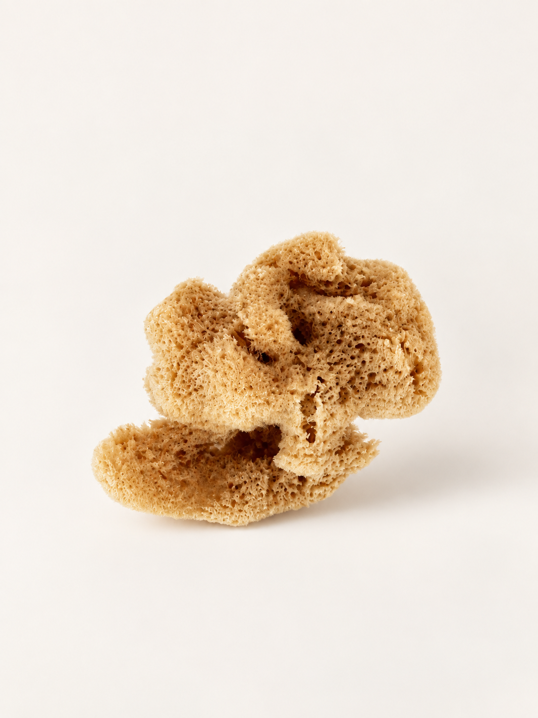 Natural Sea Sponge