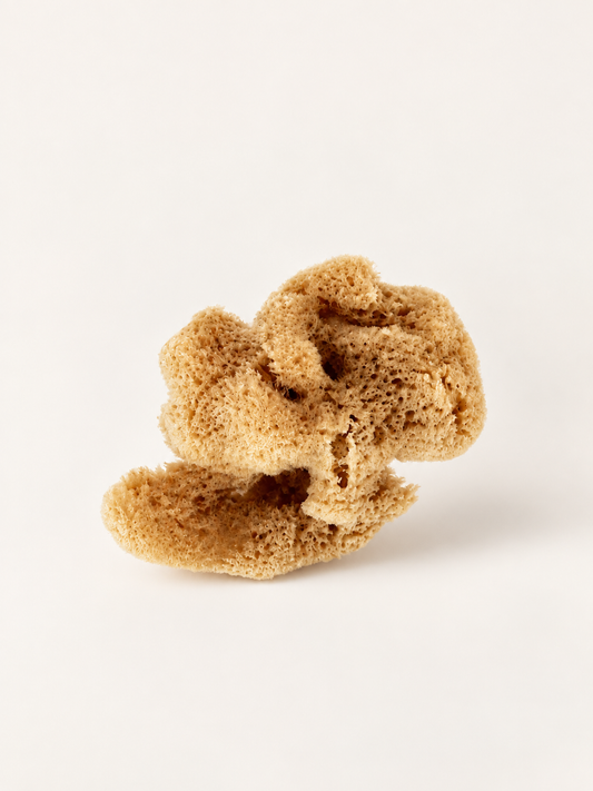 Natural Sea Sponge