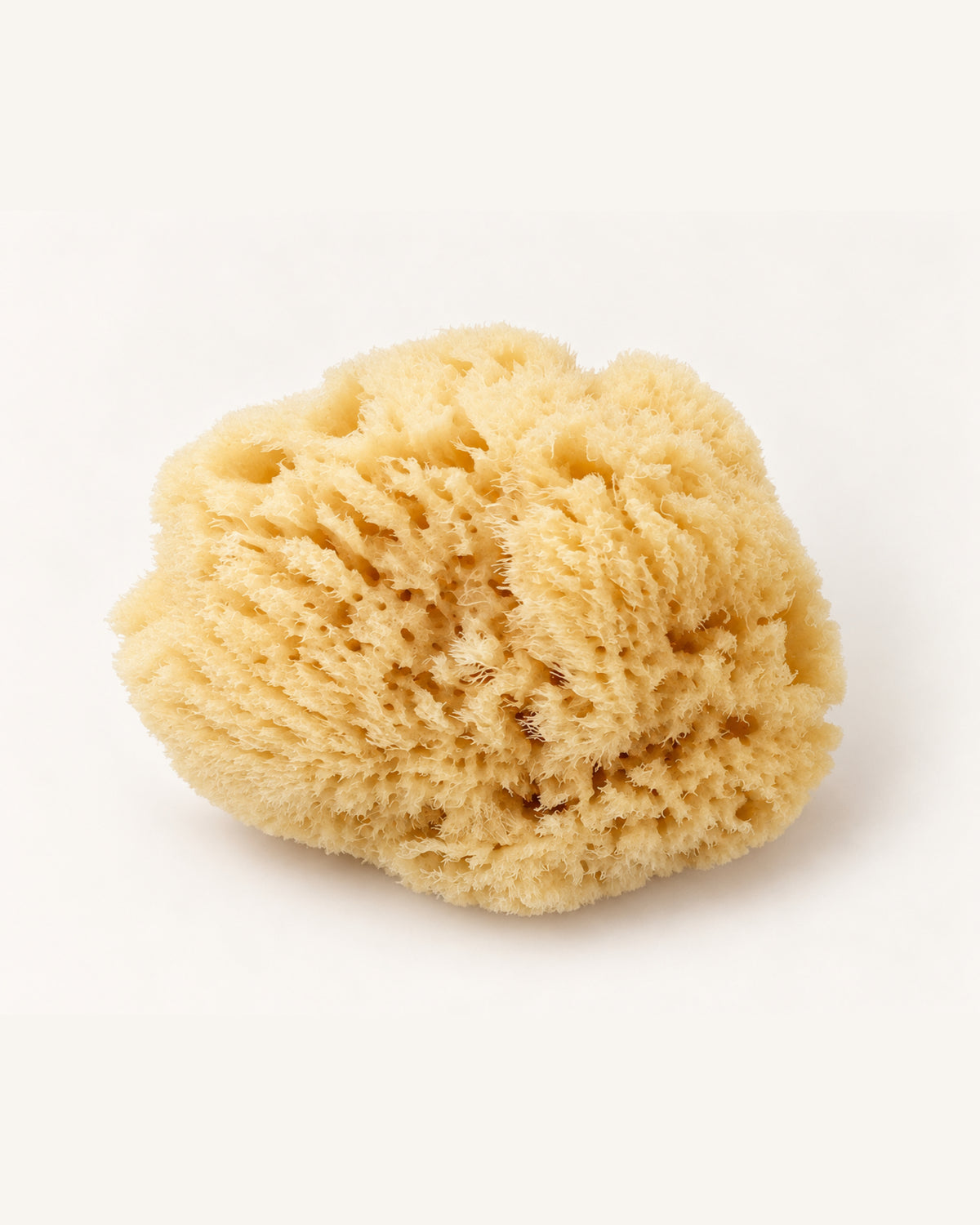 Natural Sea Sponge