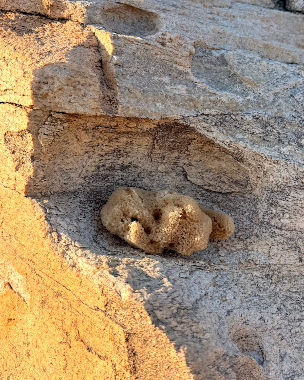 Natural Sea Sponge