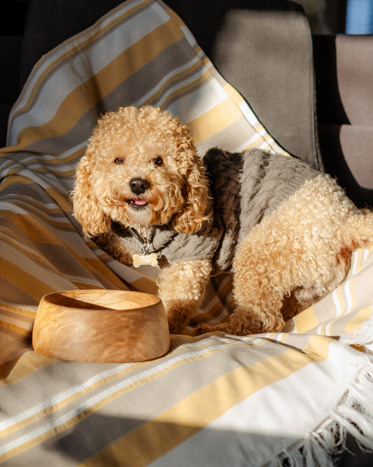 Olive Wood Pet Bowl — Large